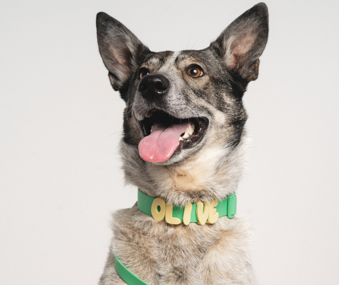 Happy dog wearing a green MyPawName PVC collar with chunky removable 3D yellow letters spelling OLIVE