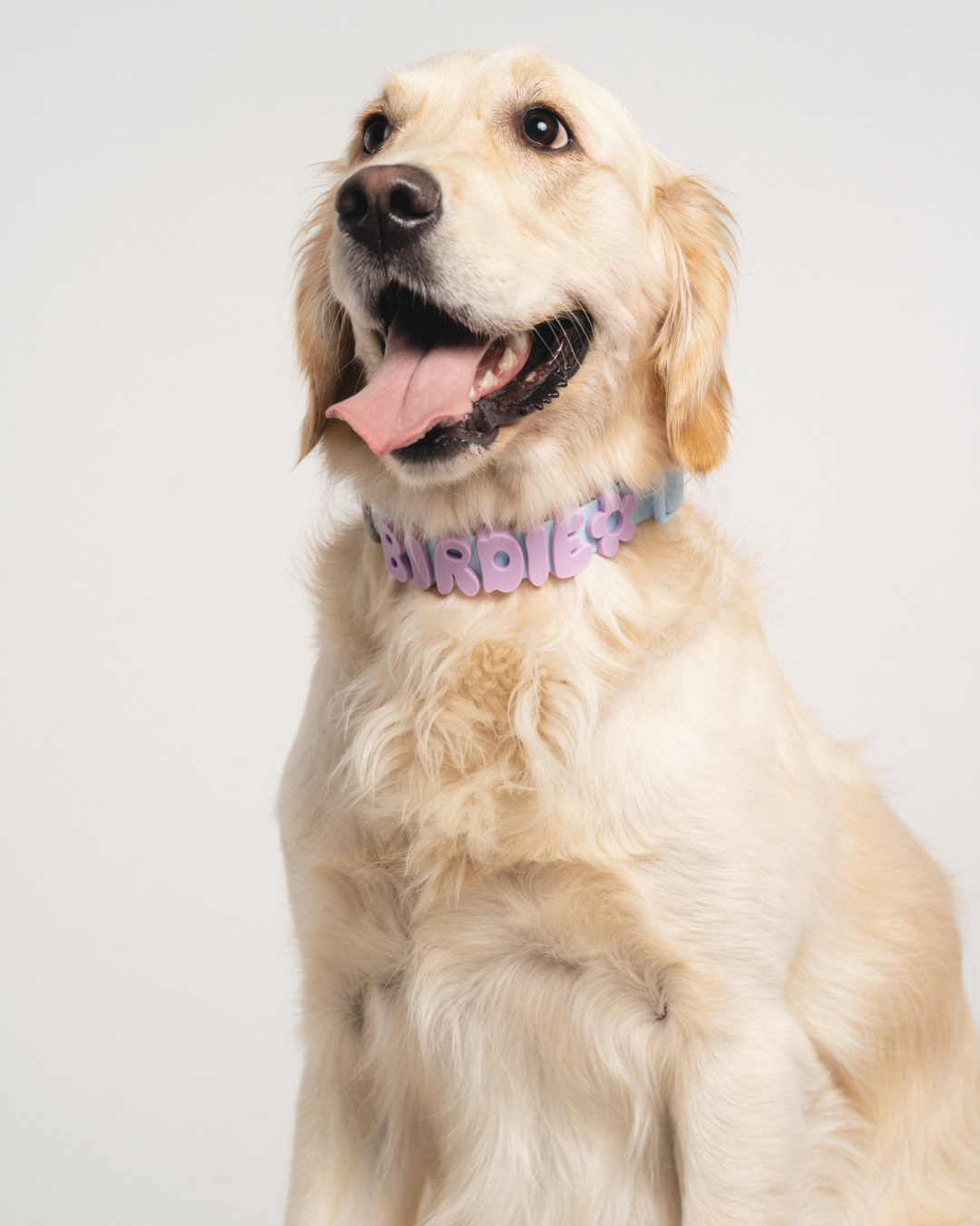 Golden retriever wearing a MyPawName collar spelling BIRDIE
