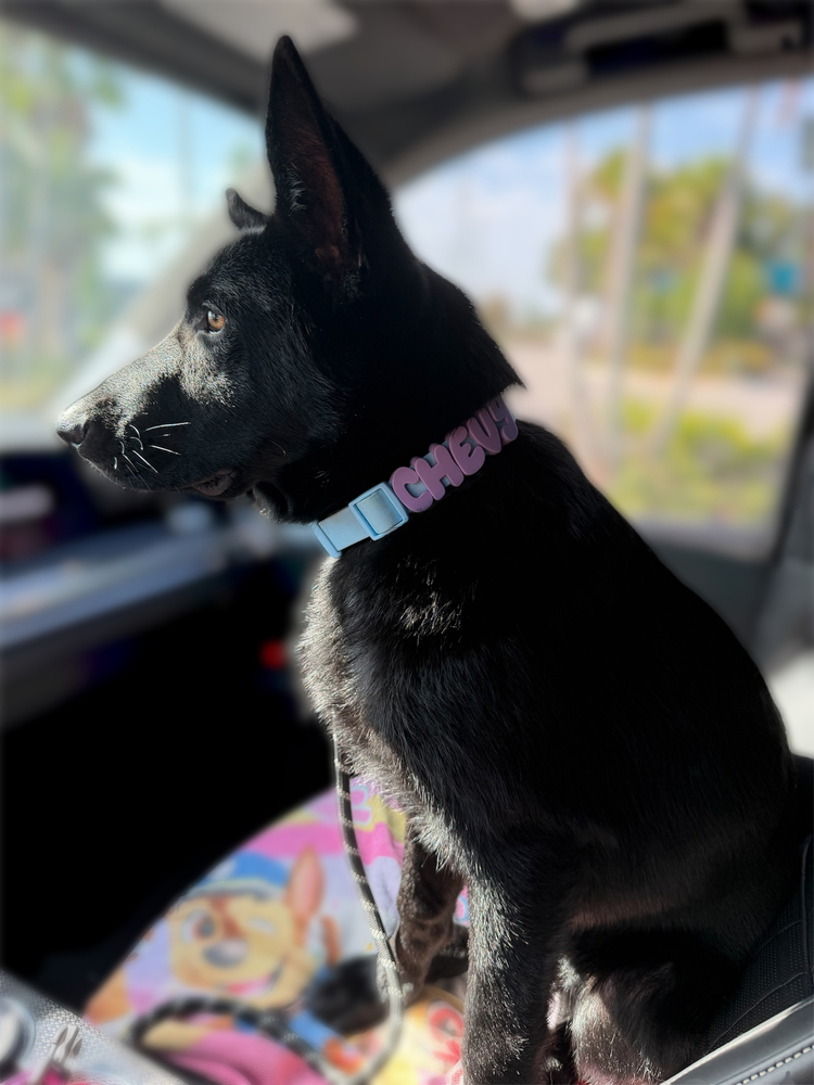 Chevy wearing their MyPawName collar