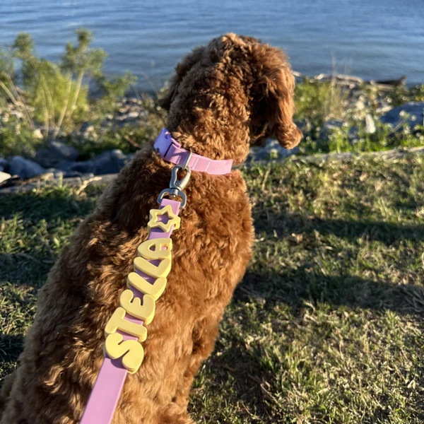 Brown doodle wearing a lavender MyPawName collar and leash spelling STELLA by the lake