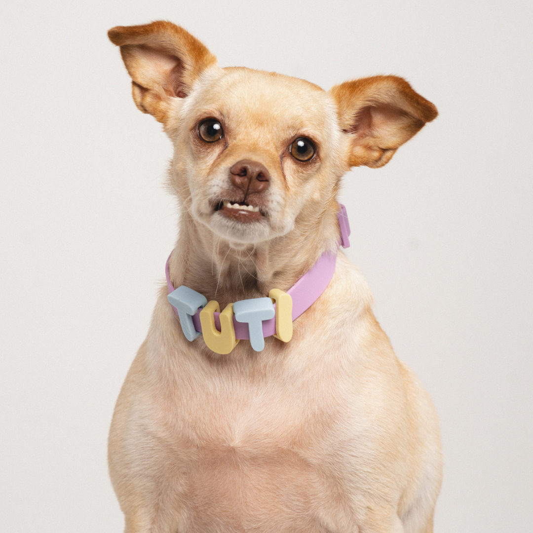 Chihuahua wearing a lavender MyPawName collar spelling TUTI